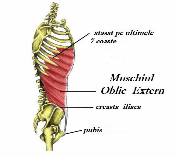Muschii toraco-abdominali, oblic extern